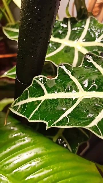 Тропический уголок 🍀 #ароидные #комнатныерастения #urb