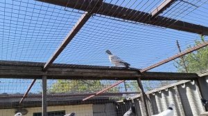 Пакистанские голуби. Полёты молодежи.mp4