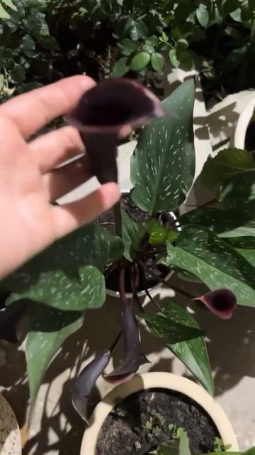 Пересадка цветов 😍