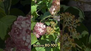 Гортензия Кандибелле Маршмеллоу обзор