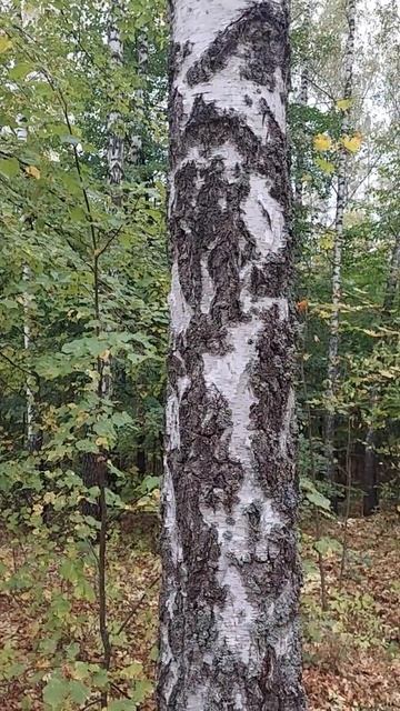 Обратите внимание на стволовую роспись берез ...#осень2 смотреть онлайн