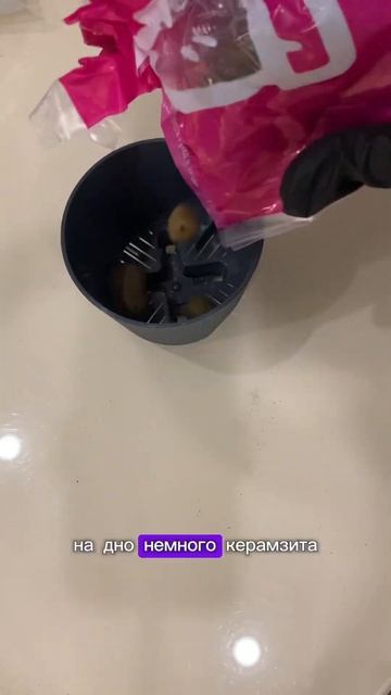 Пересадка филодендрона🌱 #plants #цветы #комнатныерастен смотреть онлайн