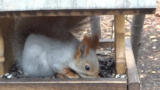 Белочки в Новосибирском зоопарке. В новосиб. зоопарк обязательно надо ходить с семечками для белок!
