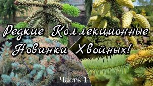 Редкие Коллекционные НОВИНКИ Хвойных! 🌲🔥 Обзор! 10 мая 2025г