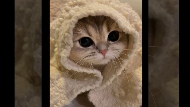 А у вас есть смешные фото ваших животных? смотреть онлайн