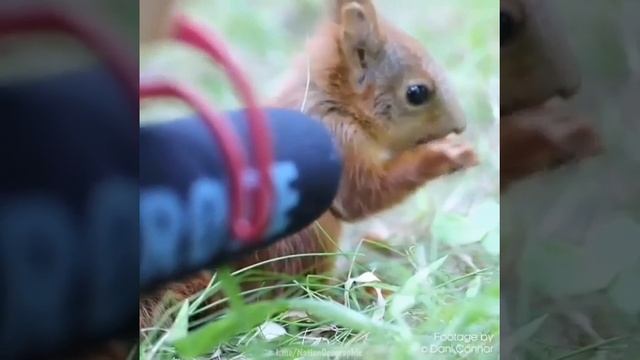 Белка ест орех 😍 смотреть онлайн