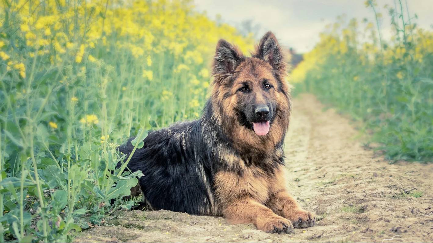 Породы собак: Немецкая овчарка смотреть онлайн