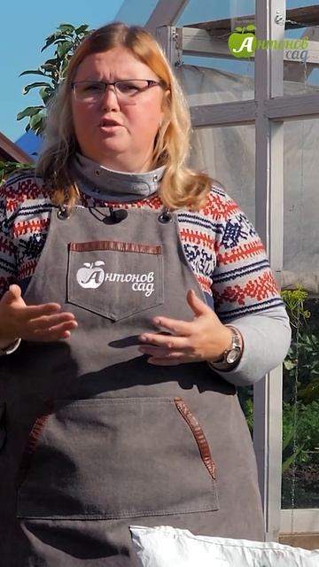 Спасите пораженные луковицы тюльпана! #антоновсад #тю? смотреть онлайн