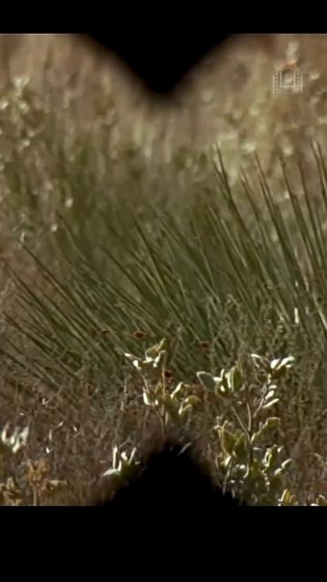 У снайпера маскировка от бога #кино #фильмы #снайпер #ч смотреть онлайн