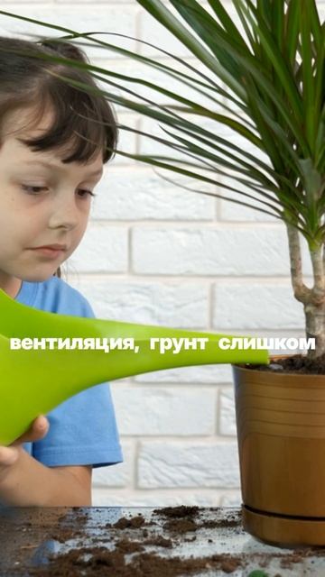 Откуда паутина у помидоров? #дача #рассада #сад #огород смотреть онлайн