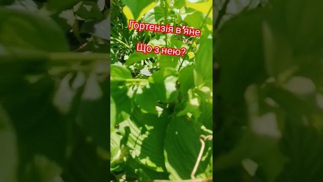 #Гортензія #вирощування #посадка #догляд Що любить гор? смотреть онлайн