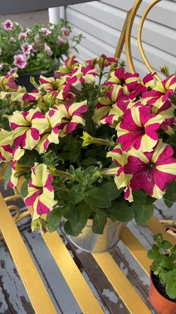 Петуния Софистика «Лайм Биколор» Petunia Sophistica “Lime bicolor” смотреть онлайн