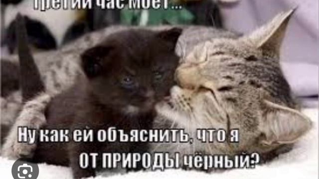 #мем #приколы #мемы #меме #мемчик #прикол #автор #идиот  @AHT0H0