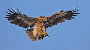 О Редких Животных Мира: Орел Беркут | Аудиокнига