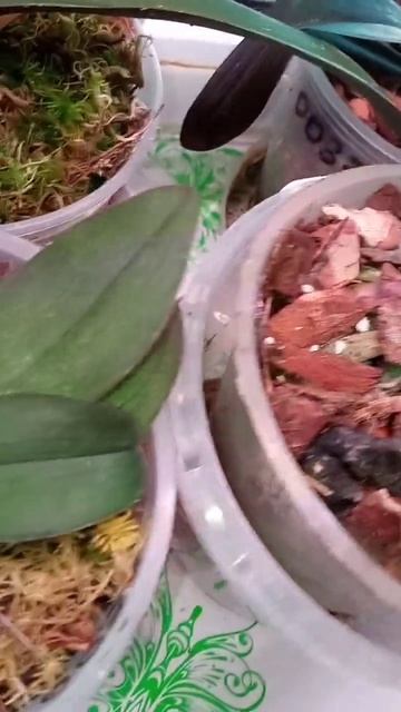 детки и реанимашки во мхе