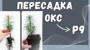 🌲Пересадка сеянцев хвойных с ОКС в Р9|Обзор рабочей зоны, субстрата, сроков