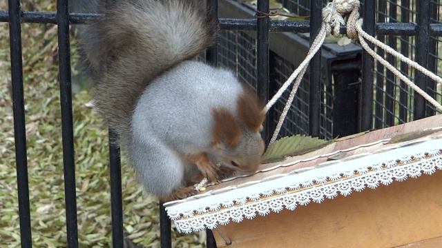 Белочки в Новосибирском зоопарке. В новосиб. зоопарк обязательно надо ходить с орехами для белок!