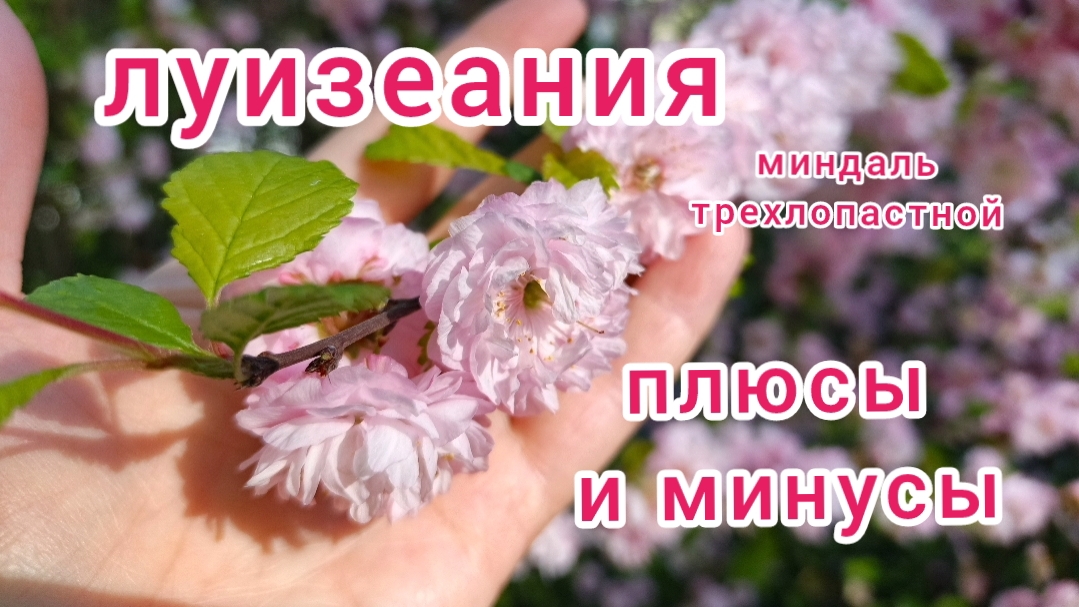 Секреты выращивания луизеании смотреть онлайн