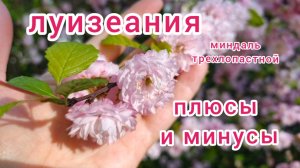 Секреты выращивания луизеании