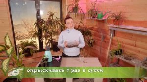 «Отрываю с «пяточкой»!». Укореняем черенки гортензии.