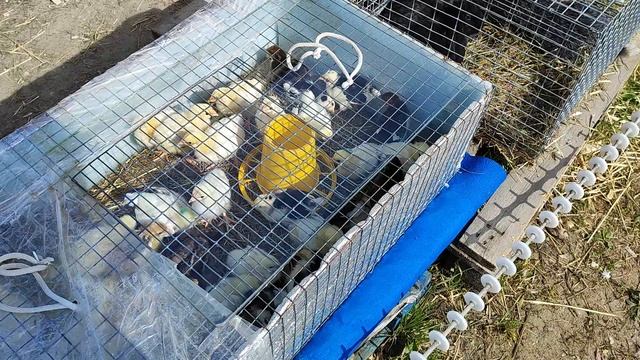 10.05.2025г ст.Бронницы ч.3 Сел Хоз Птица. смотреть онлайн