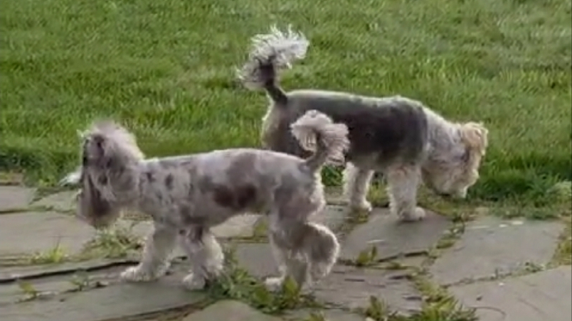 Банда у меня дома в Подмосковье 🙉🤣🤦♂️ смотреть онлайн