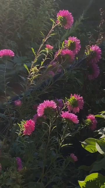 А у вас есть такое родное место? смотреть онлайн