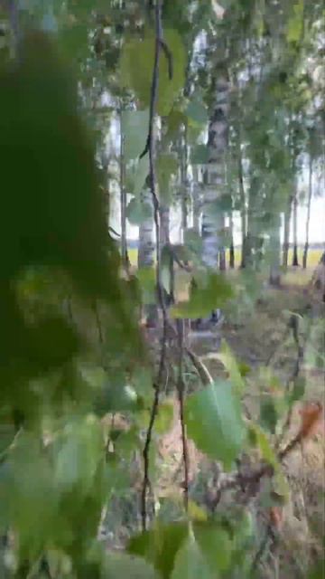 Подсолнухи и березы. Это Татарстан детка. смотреть онлайн