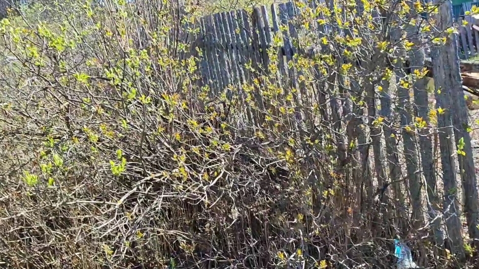 Кусты. Часть третья.