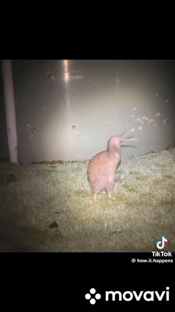 Scariest bird sounds самые страшные звуки птиц смотреть онлайн