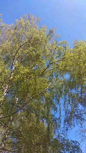 Берёзы шумят.... смотреть онлайн