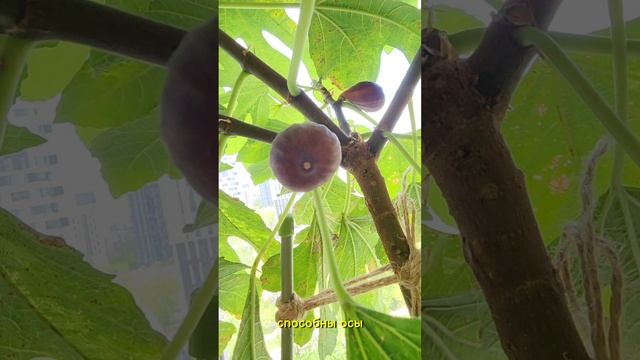 Зловещая правда про инжир 💀