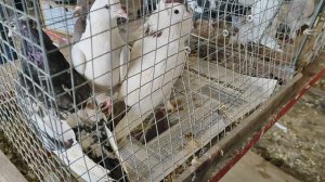 10.05.2025г Ярмарка ст.Бронницы ч.2