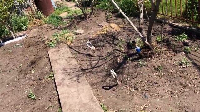 Состояния гранат после зимовки 2024/ 2025 и возвратных зам смотреть онлайн