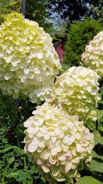 Цветной коктейль🌈/Colourful Cocktail