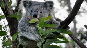 О Редких Животных Мира: Коала | Аудиокнига