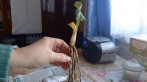 Ура!!! Новинки хост!!!🙂🪴