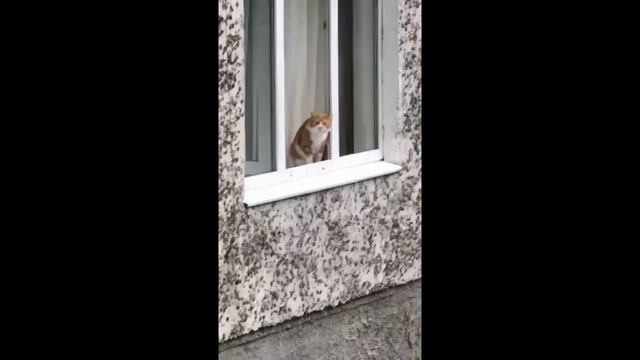 КiT, НЕ ПРЫГАЙ! 8K 60FPS😼😼😼 смотреть онлайн