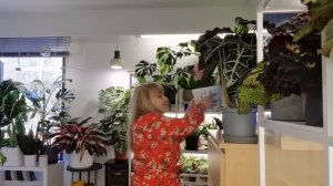 🍀ОБЗОР МОИХ РАСТЕНИЙ (часть 1) 🍀