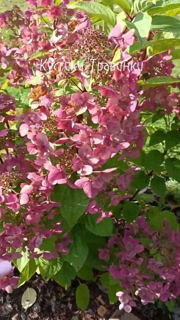 Wim's Red в сентябре #черенкование #гортензия #сад смотреть онлайн