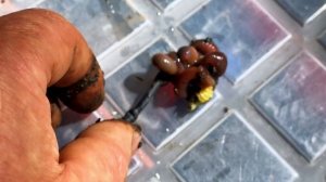 Кубань рыбалка 2025 Варениковка ,  сазан спит,  порадовал сом кубанский .