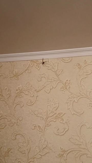 Огромный паук заполз в квартиру..Если кто то знает,что смотреть онлайн