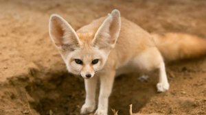 Самые Длинноухие Животные Планеты