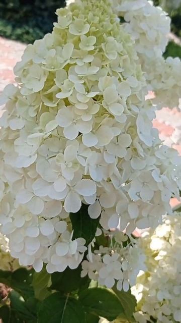 Гортензии! Любимые мои!!! Жаль, что уже отцветают.