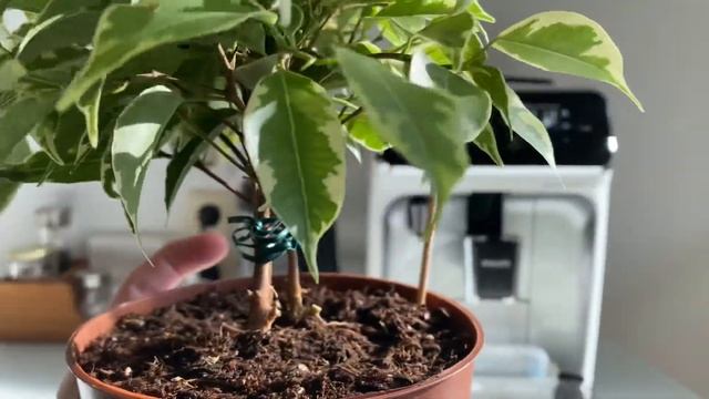 Обрезка фикуса в январе. Поиздевалась над своими цветами ♀️