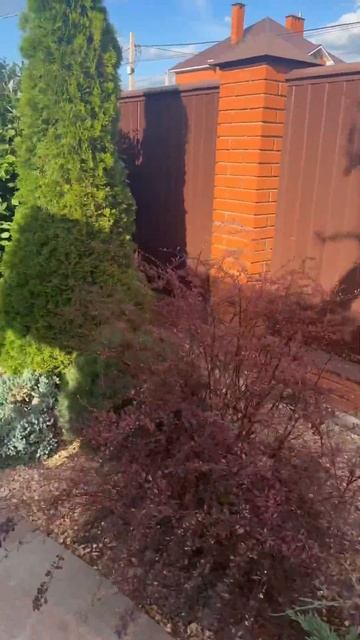 Гортензия Limelight #уфа #ландшафтныйдизайнер @BroGreen смотреть онлайн