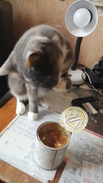 Кошка ест сгущённое молоко - апрель 2020 смотреть онлайн