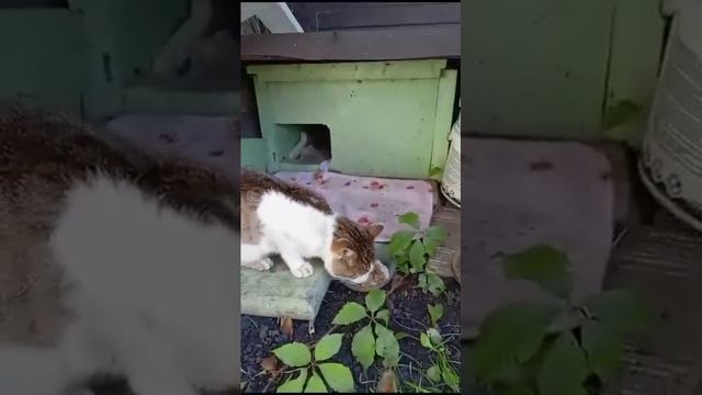 БОЛЬНОЙ, ХУДОЙ, ОБЕССИЛЕНЫЙ КОТ🆘 У него что-то с печен смотреть онлайн