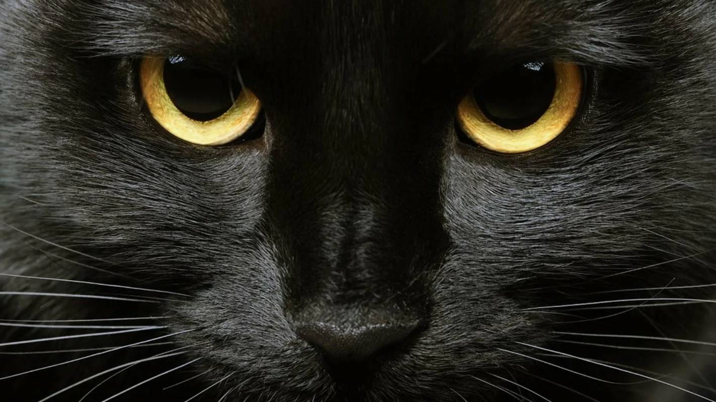 Чёрная кошка: История человеческих заблуждений смотреть онлайн