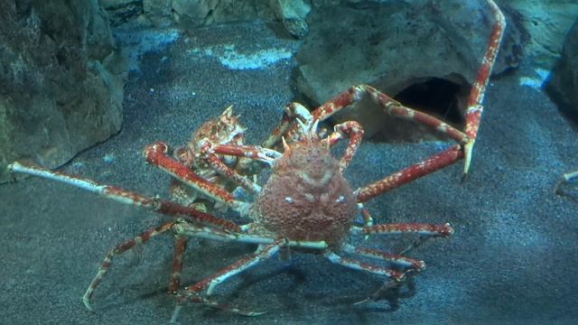 Крабы в Санкт-Петербургском океанариуме